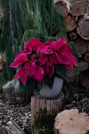 Hueter's greenhouses in york, pennsylvania, is a full service greenhouse and garden center, serving all of york county. Poinsettias The Christmas Miracle Flower Hueter S Greenhouses