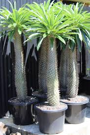 Image result for Pachycarpus firmus
