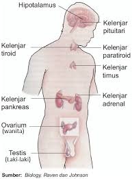 Kelenjar pituitari hipofisis sering juga disebut master of gland kelenjar pengendali karena memiliki fungsi yang sangat penting, ukuran dari. Fungsi Sistem Hormon Endokrin Pada Manusia