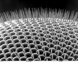 Why Flies Forget A Molecular Look At Long Term Memory Microscopic Images Microscopic Photography Electron Microscope Images