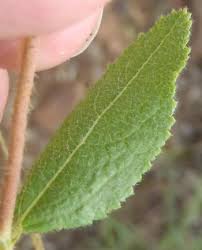 Image result for Triumfetta digitata