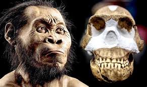 Aufgabe abitur homo naledi : Aufgabe Abitur Homo Naledi Disappointment Homo Naledi Is Younger Than Previously Homo Naledi Extinct Species Of Hominin Known From 1 500 Fossil Specimens From A Cave Complex In South Africa Roda Dunia