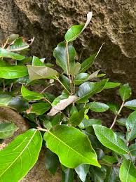 Image result for Heritiera littoralis