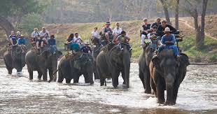 The Asian Elephant: Training & Control