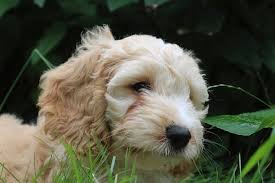 Best pet image references site. How Many Hours Do Cockapoo Sleep
