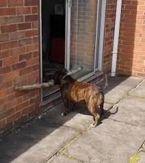 Dog Attempts To Enter Doorway With Large Tree Branch I Love My Dogs Attempts Branch Dog Dogs Doorwa Cute Animals Cat And Dog Memes Funny Cats And Dogs