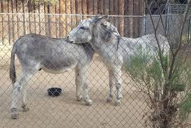 We enjoyed the oc zoo at irvine park, it was a great day out. Orange County Zoo Irvine Park View Native California Animals
