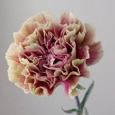 はなどんやアソシエ