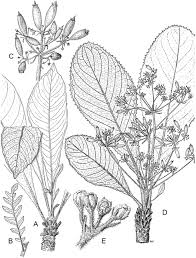 Image result for Afroligusticum runssoricum