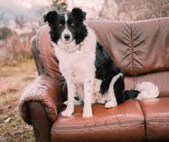 To do this, simply dissolve equal parts bicarbonate of soda and vinegar and pour into a sprayer. How To Get Dog Smell Out Of A Couch Swankyden Com