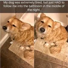 27 Simple Good Things That Ll Make You Smile Funny Animals Cute Baby Animals Cute Animals