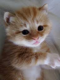 Innocent Looking Cat By Roberth Baby Cats Cute Cats And Kittens Cute Cats