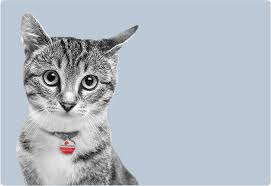 I have a wellness rider on the policy also. Pet Owners Insurance Lost Pet Recovery Services 24petwatch