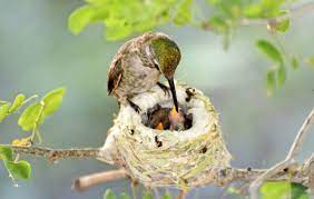 Aug 14, 2020 · hummingbird nests are most of often made of soft plant fibers and leaves. Hummingbird Nest Facts Hummingbirds Plus