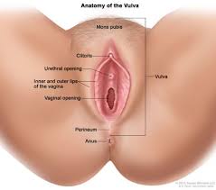 Ternyata kakak perempuan ku sudah pulang.namanya rina, badannya sih sip banget. 9 Bentuk Vagina Dilihat Dari Posisi Labia Bibir Vagina