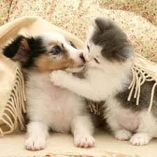 You can upload photographs or drawings, both. 130 Kittens Puppies Ideas Kittens And Puppies Kittens Kittens Cutest