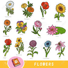 Each indoor houseplant picture is linked to a page with how to care for the indoor plant. Colour Set Of Flowers Collection Of Vector Nature Items With Names In English Cartoon Visual Dictionary For Children About Plants Royalty Free Cliparts Vectors And Stock Illustration Image 133103807