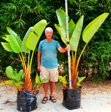 Image result for Strelitzia nicolai