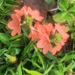 Image result for Crossandra mucronata