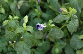 Image result for Linderniaceae