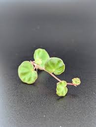 Image result for Loxodera bovonei