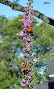 Butterfly Plants List Butterfly Flowers And Host Plant Ideas Butterfly Plants Monarch Butterfly Garden Butterfly Garden Plants