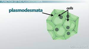 Plasmodesmata Definition Function Video Lesson Transcript Study Com