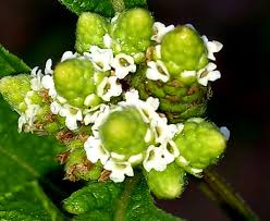 Image result for Lippia javanica