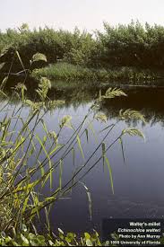 Image result for Echinochloa brevipedicellata