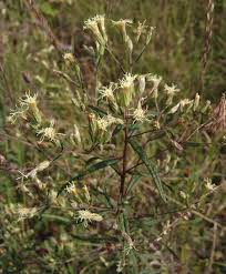 Image result for Brachythrix glomerata