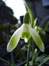 Judys Snowdrops Nivalis Green Ibis Plants Green White Flowers