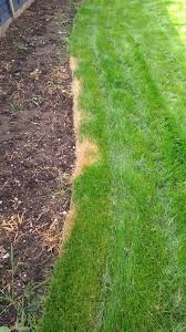 Scotts® sprouts™ uses a combination of seed, fertilizer, and mulch to start the growing process inside the bag. Glyphosate Accident On Lawn How To Repair Gardening Landscaping Stack Exchange