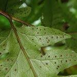 Image result for Tectaria angelicifolia