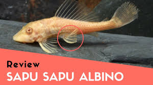 Ikan hiu janda muda bom mawar langsat grendel sembadra ; 87 Gambar Ikan Sapu Sapu Gambar Pixabay