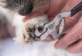Best dog nail clippers for pomeranians. How To Cut Your Dog S Nails Petbarn Articles
