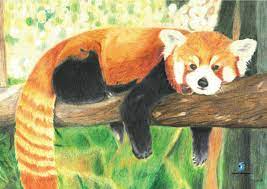Rainbow with pot of gold. How To Draw A Realistic Red Panda Novocom Top
