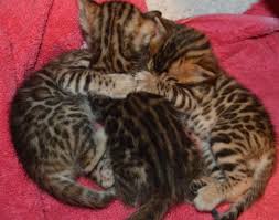 Aspengold Bengals Aspengold Bengals Offer Bengal Cat Cats Cats And Kittens