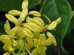 Image result for Tristellateia africana