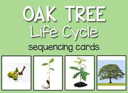 Tree Leaf Science Activities Tree Life Cycle For Preschool Pre K Tree Life Cycle Life Cycles Preschool Life Cycles