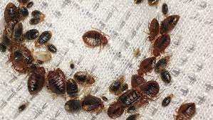 Bedbugs crawling on a mattress