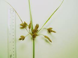 Image result for Bolboschoenus