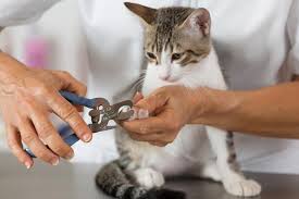 7 tips for t your cat s nails