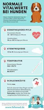 In unserer kita hängt ein zettel, auf dem steht unter 36 grad wär untertemperatur. Korpertemperatur Hund Was Ist Normal Fellomed