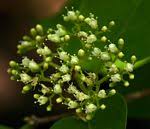 Image result for Premna senensis