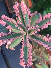 Image result for Kalanchoe velutina