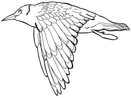 Vogelflugel Zeichnen Lernen Schritt Fur Schritt Mit Beispielen