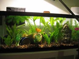 Sorority Log Fish From Aquabid Photo Heavy Fresh Water Fish Tank Betta Fish 10 Gallon Fish Tank