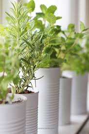 Window Sill Herb Garden Kendra Castillo Window Herb Garden Window Sill Herb Garden Herb Garden In Kitchen