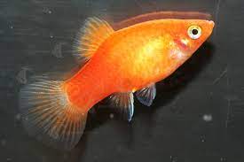 Blue, light orange,beige, light green, a light color that matches with your furniture in there a light color. 31 Orange Aquarium Fish Ideas Orange Fish Aquarium Fish Fish Tank