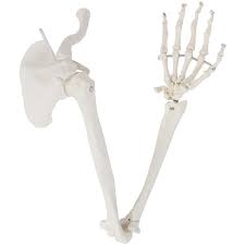 The upper arm or brachium, which is the region according to healthline, the human arm is composed of three bones, divided amongst tw. Buy Axis Scientific Human Arm Skeleton Model Life Size Anatomical Arm Includes All Arm Bones Plus Clavicle Scapula And Articulated Hand Bone Includes Detailed Product Manual And Online In Kazakhstan B016ynfvxw
